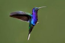 Colibri.jpg