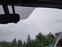 prius_parebrise_moustique.jpg