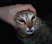 Immagine 2025-02-24 214903.png