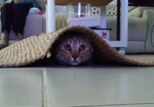 Immagine 2025-05-17 212050.png