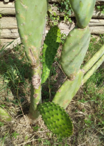 Immagine 2025-06-12 184631.png