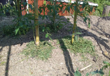 Immagine 2025-06-14 113504.png