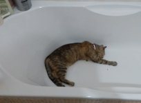 Immagine 2025-07-23 235050.png