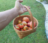 Immagine 2025-08-17 115909.png