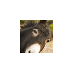 tns1-160348.png